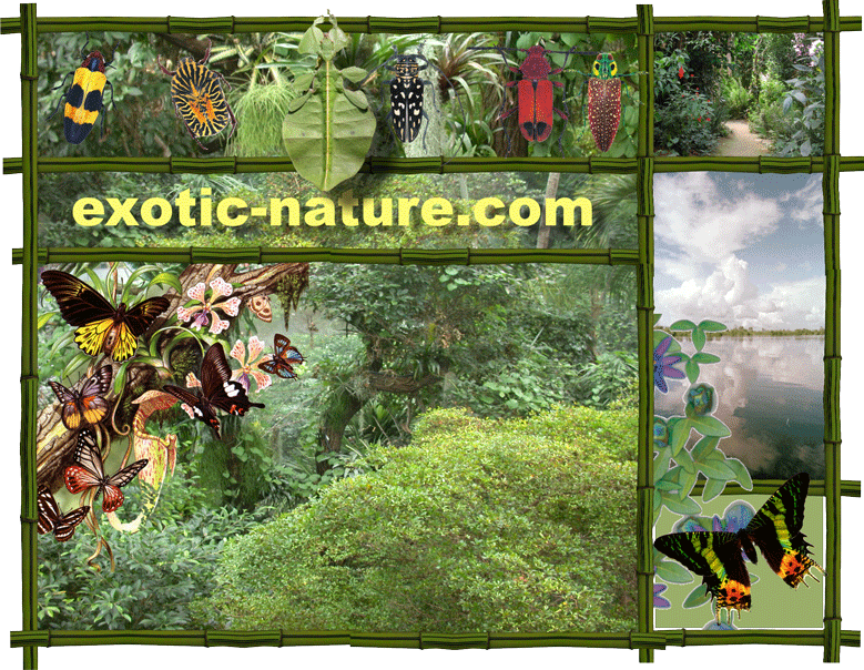 website-exotic-nature1